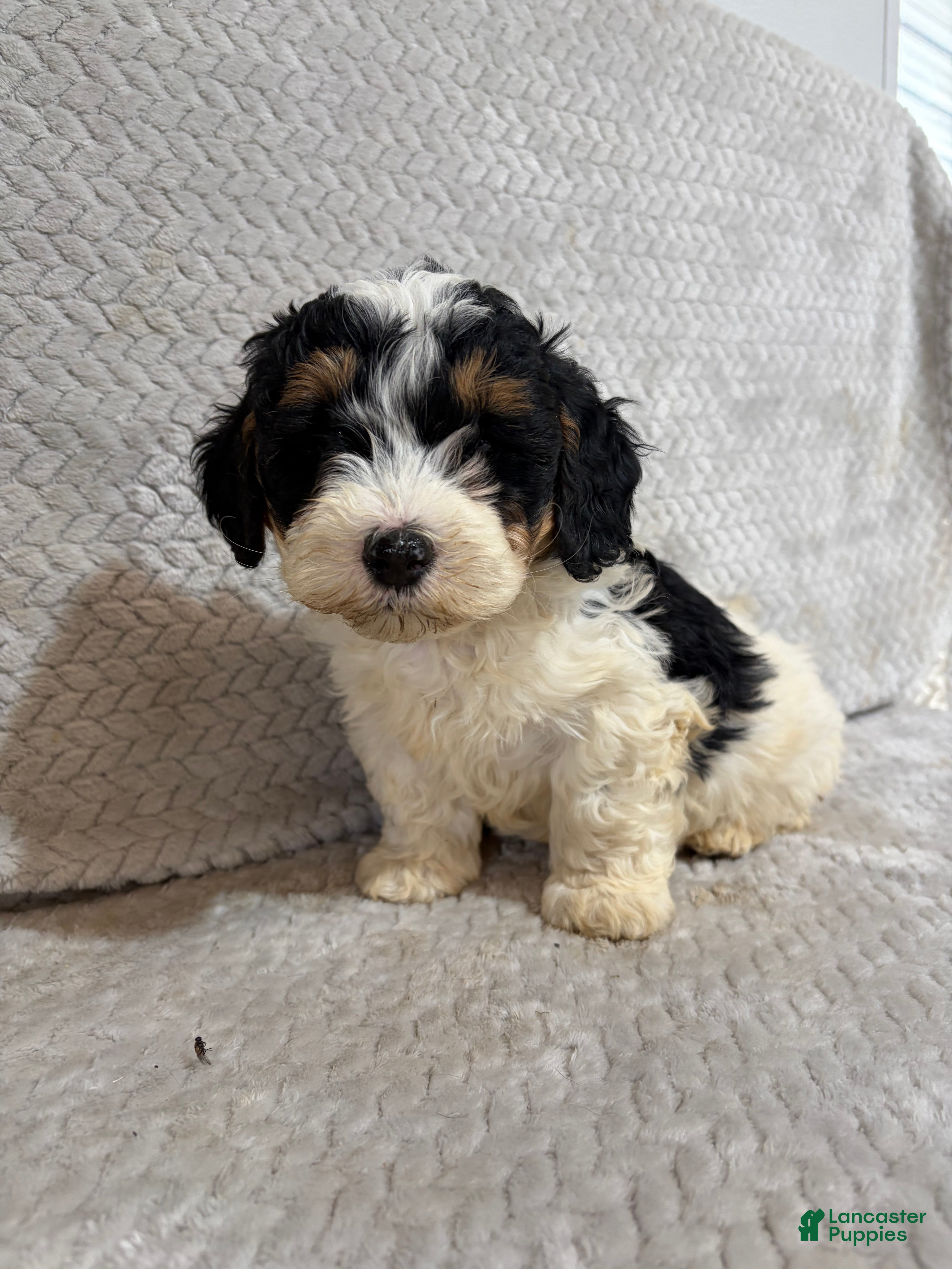 Mini Bernedoodle dogs Andy - Ad 1