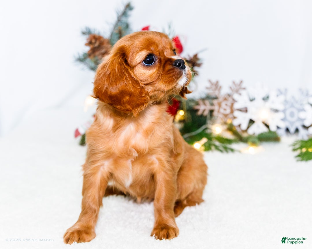 Cavalier King Charles Spaniel dogs for sale: Joy - Ad 5