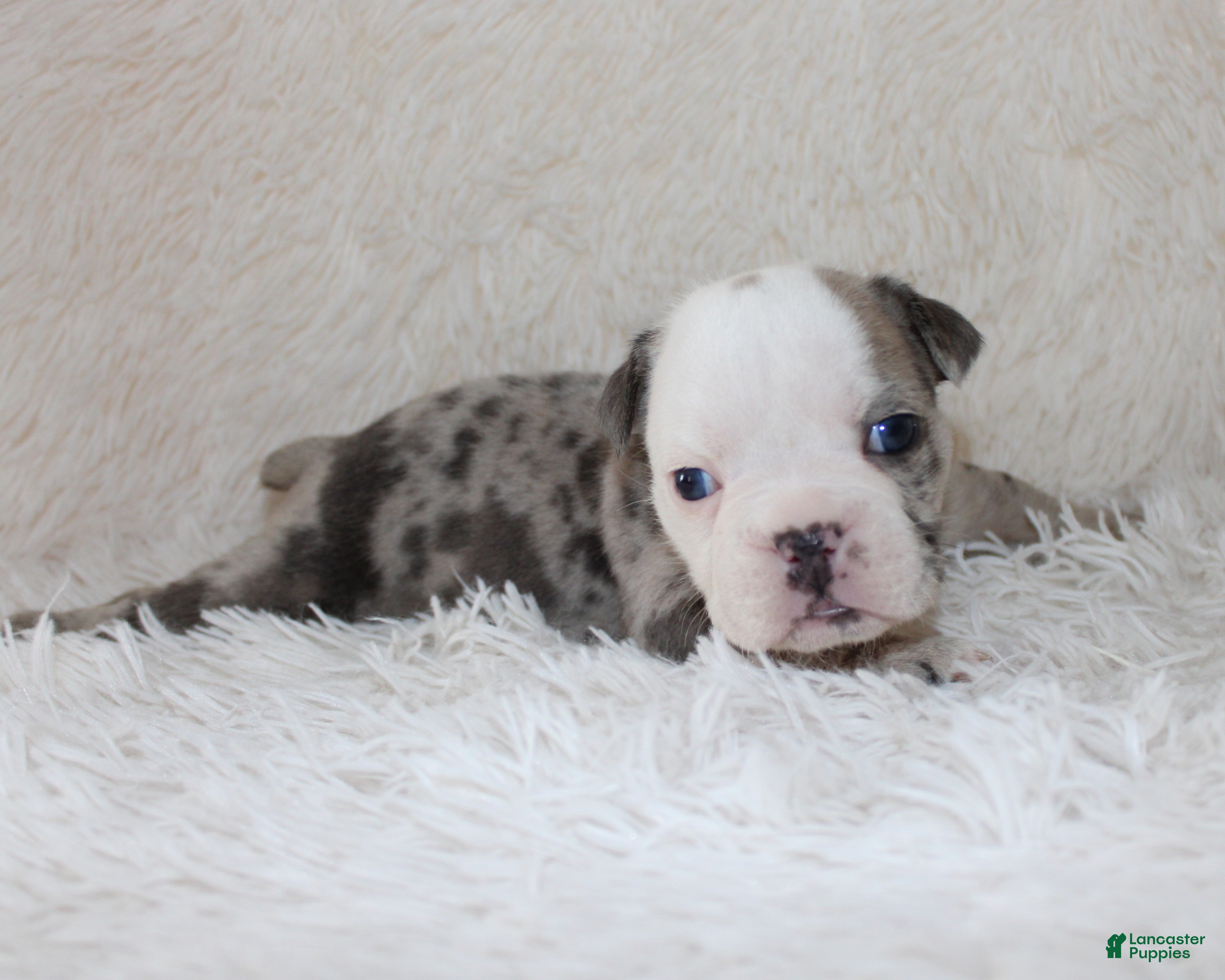 English Bulldog dogs Halle - Ad 1