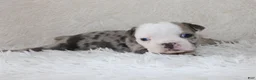 English Bulldog dogs for sale: Halle - Ad 1