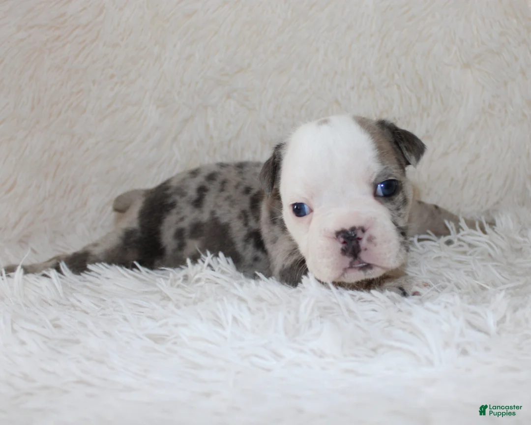 English Bulldog dogs for sale: Halle - Ad 1