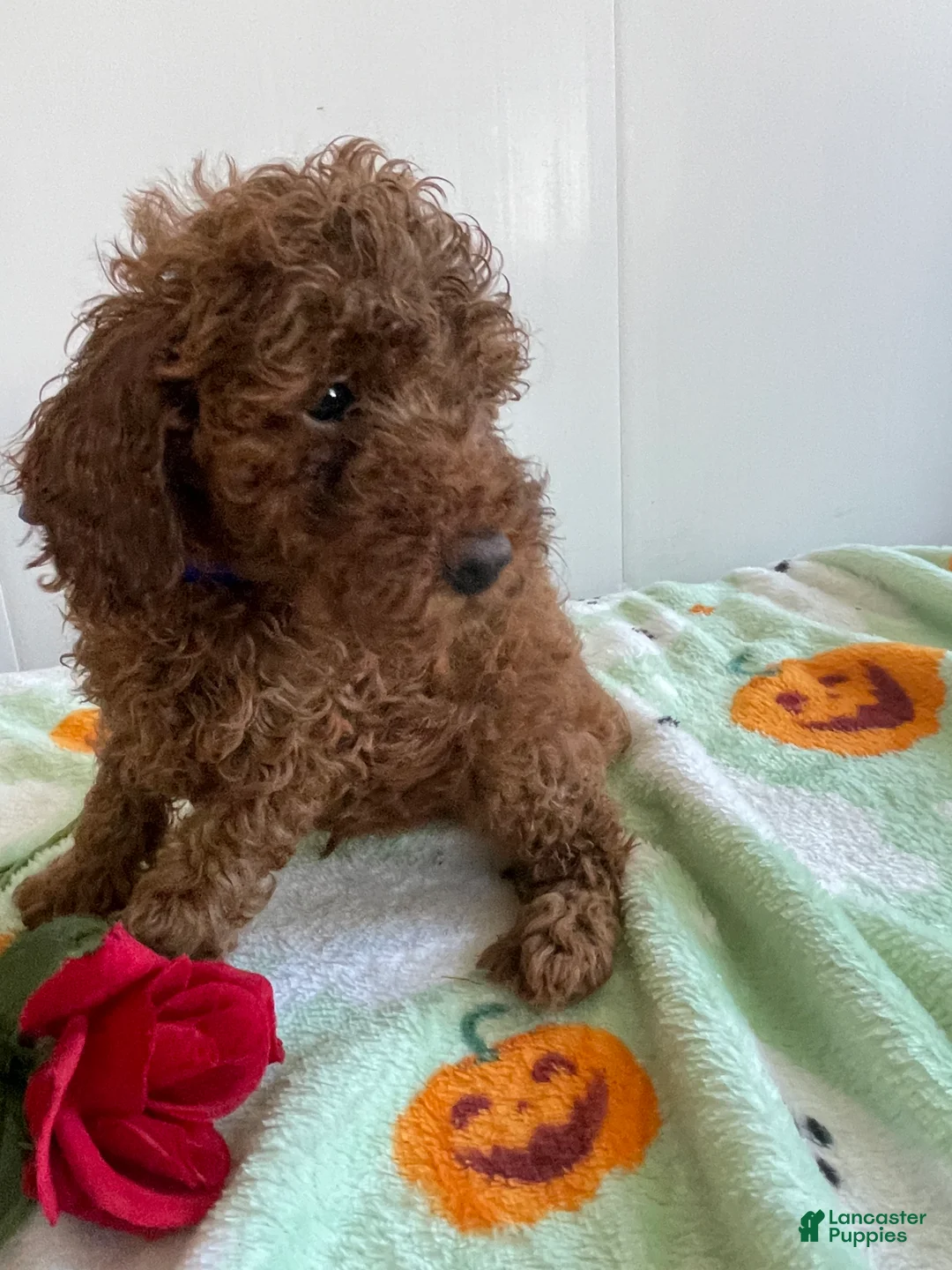 Miniature Poodle dogs for sale: Zack - Ad 3