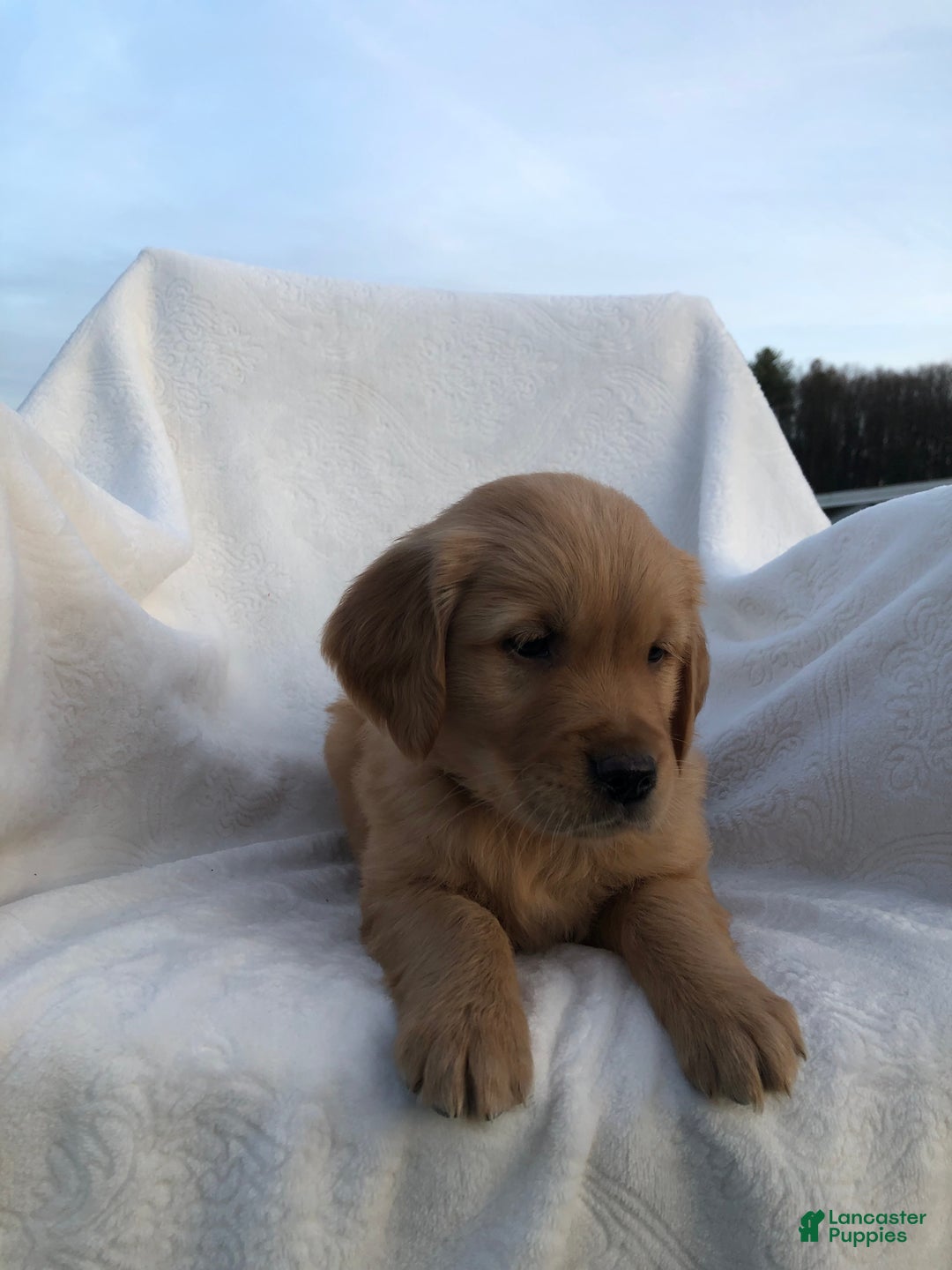 Golden Retriever dogs for sale: Rascal - Ad 1