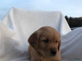 Golden Retriever dogs Rascal - Ad 35