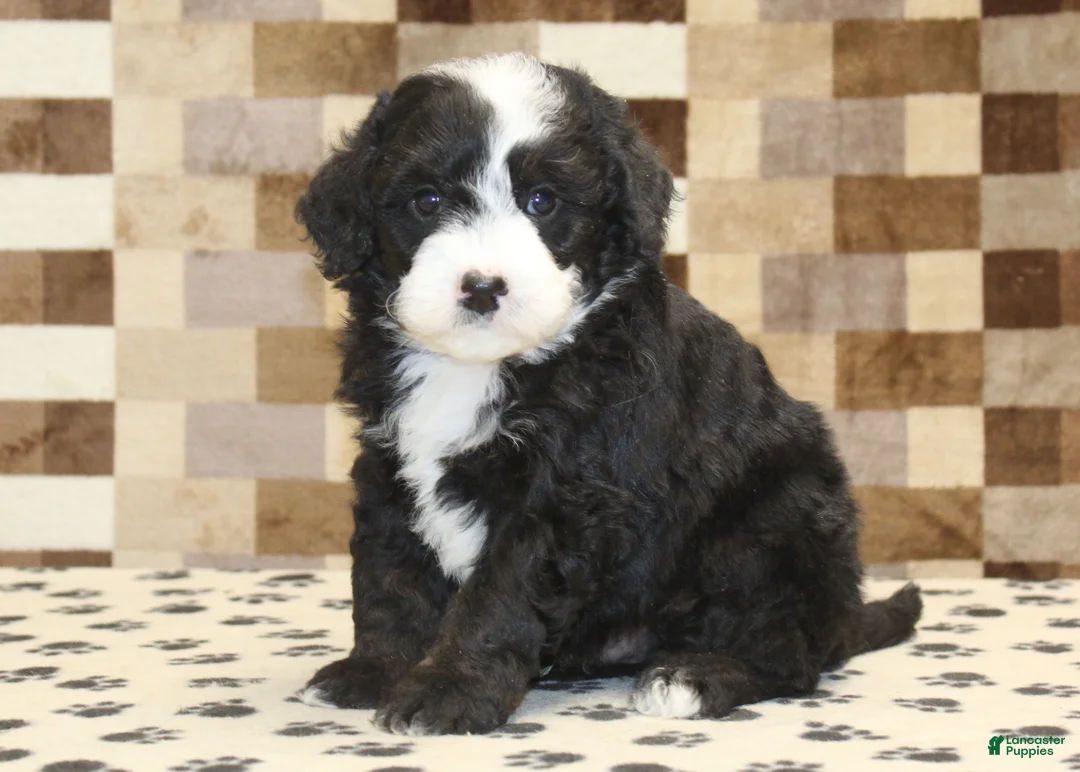 Mini Bernedoodle dogs for sale: Diesel - Ad 1