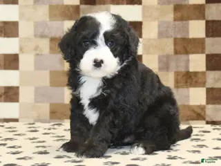 Mini Bernedoodle dogs Diesel - Ad 34
