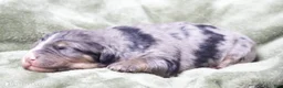 Mini Bernedoodle dogs for sale: Jaxon - Ad 2