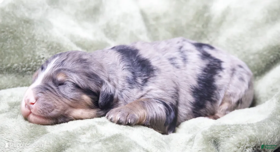 Mini Bernedoodle dogs for sale: Jaxon - Ad 2