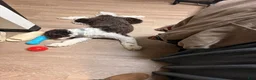 Portuguese Water Dog dogs for sale: Portuguese Water Dog 1 - Ad 7