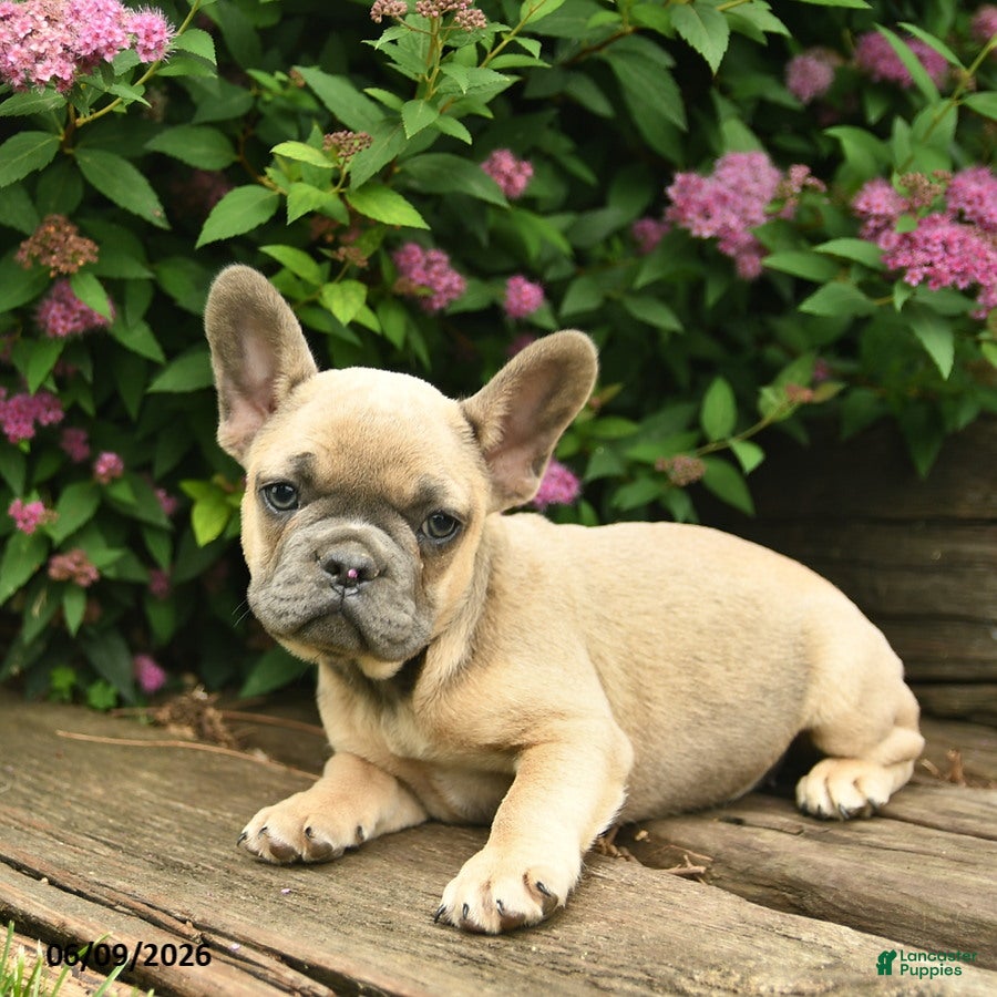 French Bulldog dogs Lacey - Ad 2