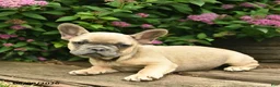 French Bulldog dogs for sale: Lacey - Ad 2