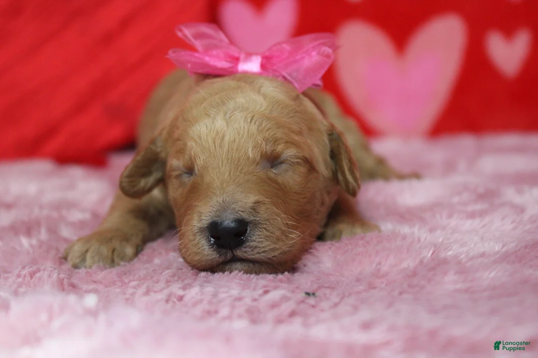 Goldendoodle dogs for sale: Sierra  - Ad 4