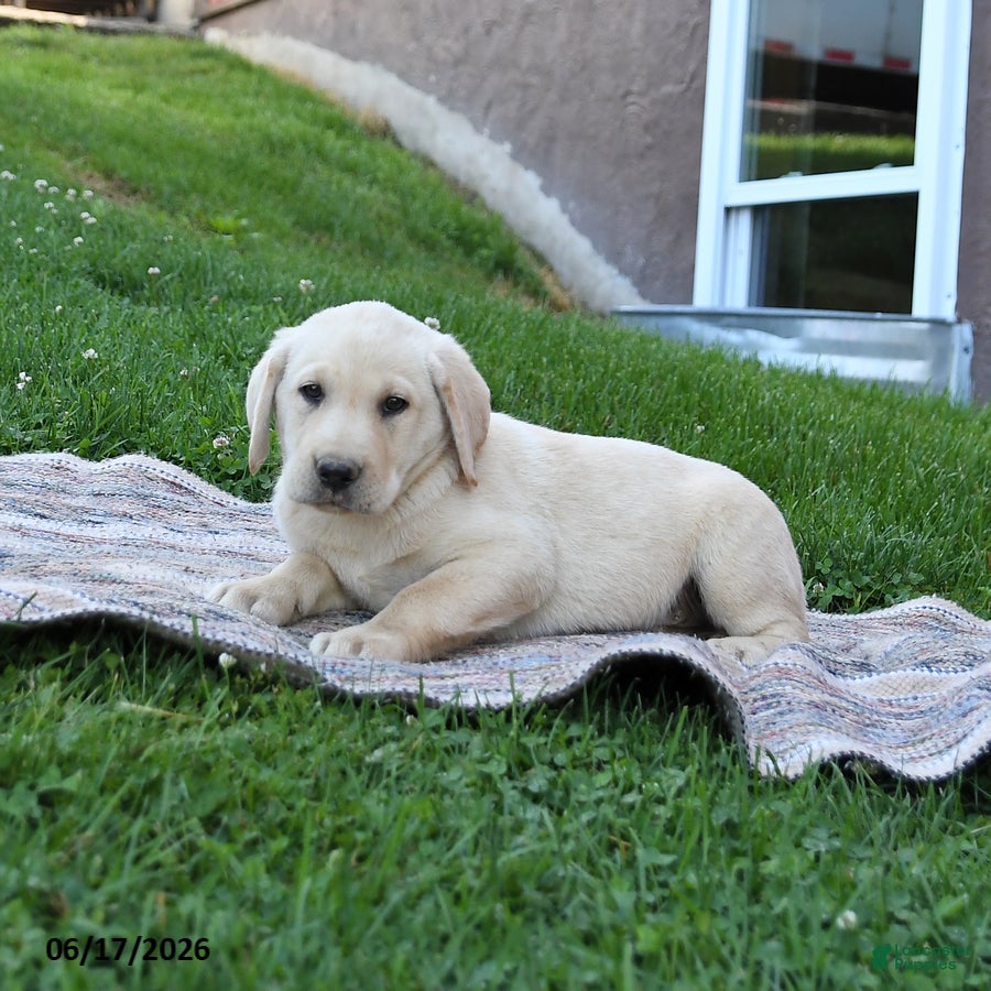 Labrador Retriever dogs Gunner - Ad 2