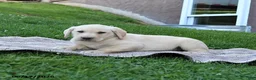 Labrador Retriever dogs for sale: Gunner - Ad 2