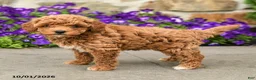 Mini Goldendoodle dogs for sale: Sadie - Ad 3