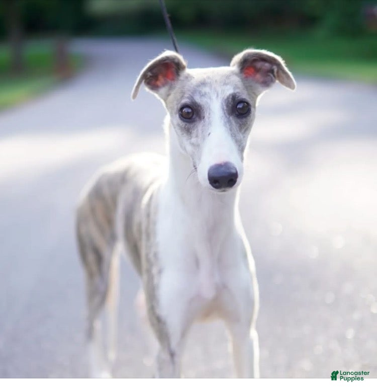 Whippet dogs Whippet Puppy 6 - Ad 1