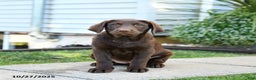 Labrador Retriever dogs for sale: Layla - Ad 1
