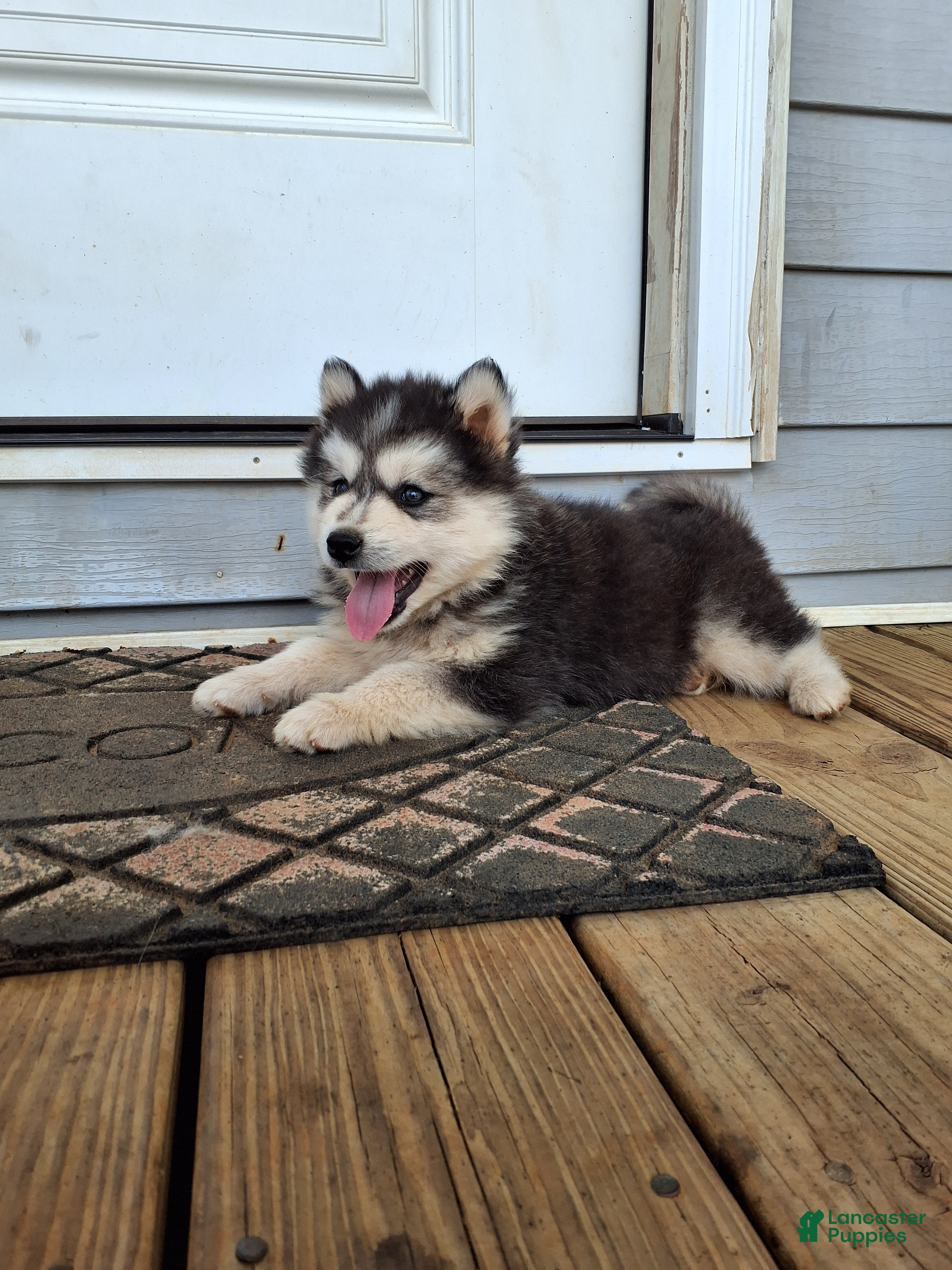 Pomsky dogs Dante  - Ad 2