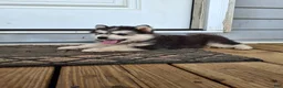Pomsky dogs for sale: Dante  - Ad 2