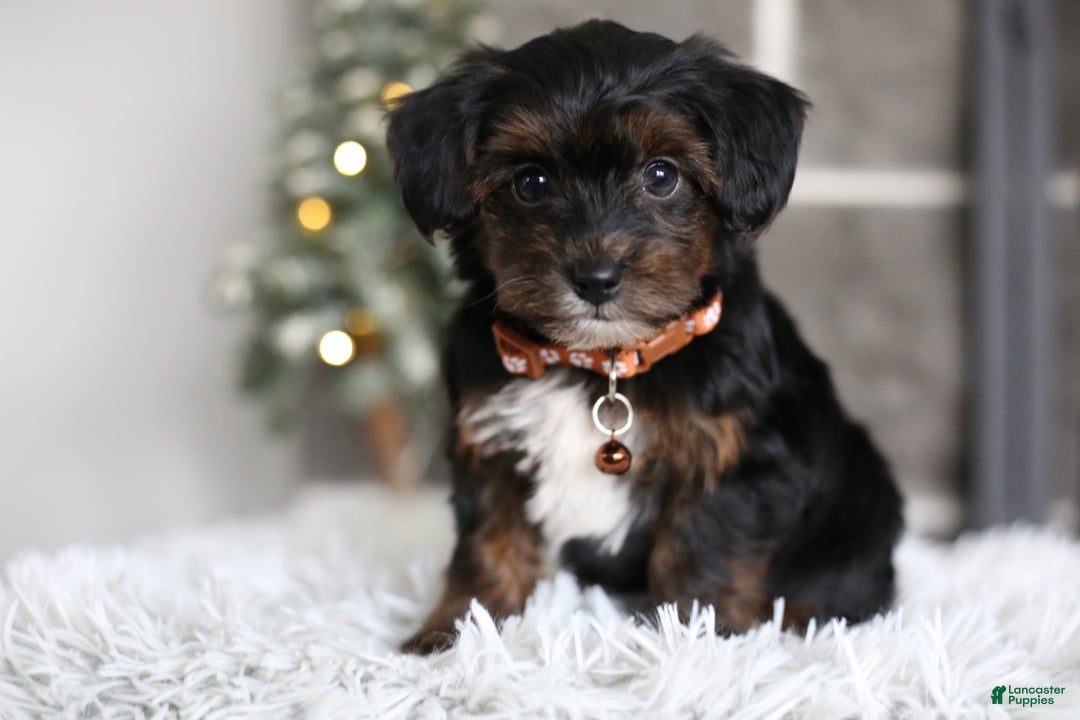 Yorkiepoo dogs for sale: Emmitt - Ad 4