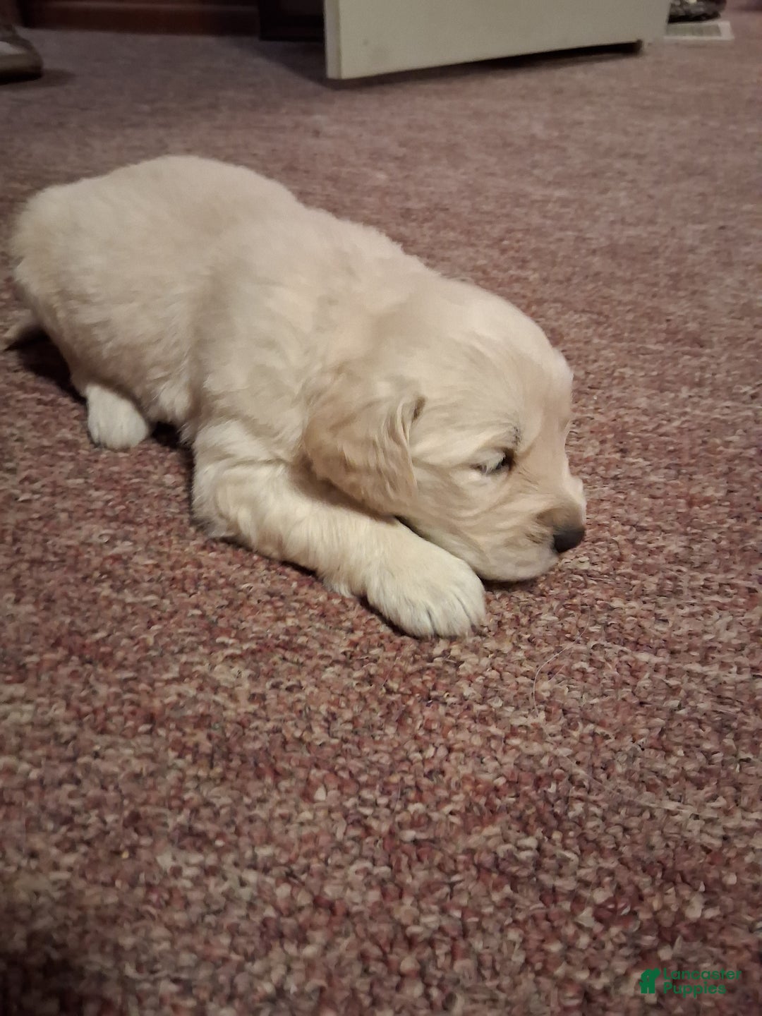 Golden Retriever dogs for sale: Romeo  - Ad 3