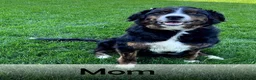 Mini Bernedoodle dogs for sale: Skye - Ad 8