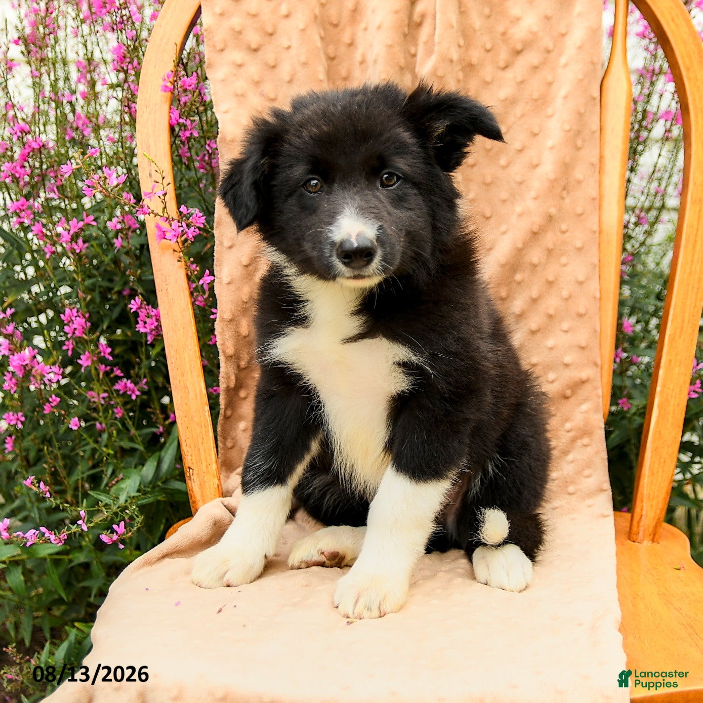 Border Collie dogs Handsome - Ad 1