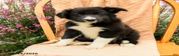 Border Collie dogs for sale: Handsome - Ad 1