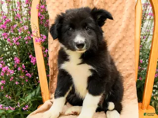 Offset Border Border Collie Puppies for sale in Winston-Salem, North Carolina ...