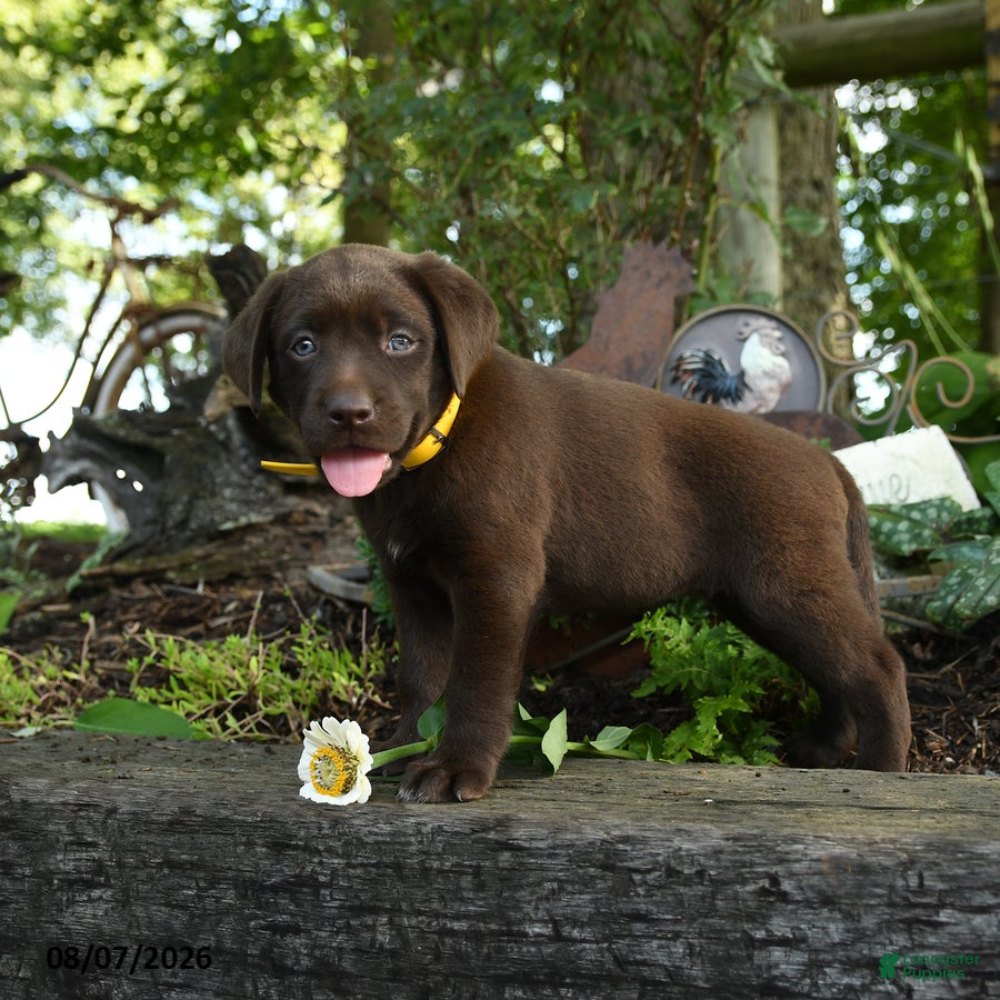 Labrador Retriever dogs Teddy - Ad 2