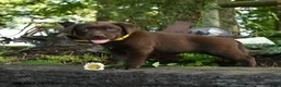 Labrador Retriever dogs for sale: Teddy - Ad 2