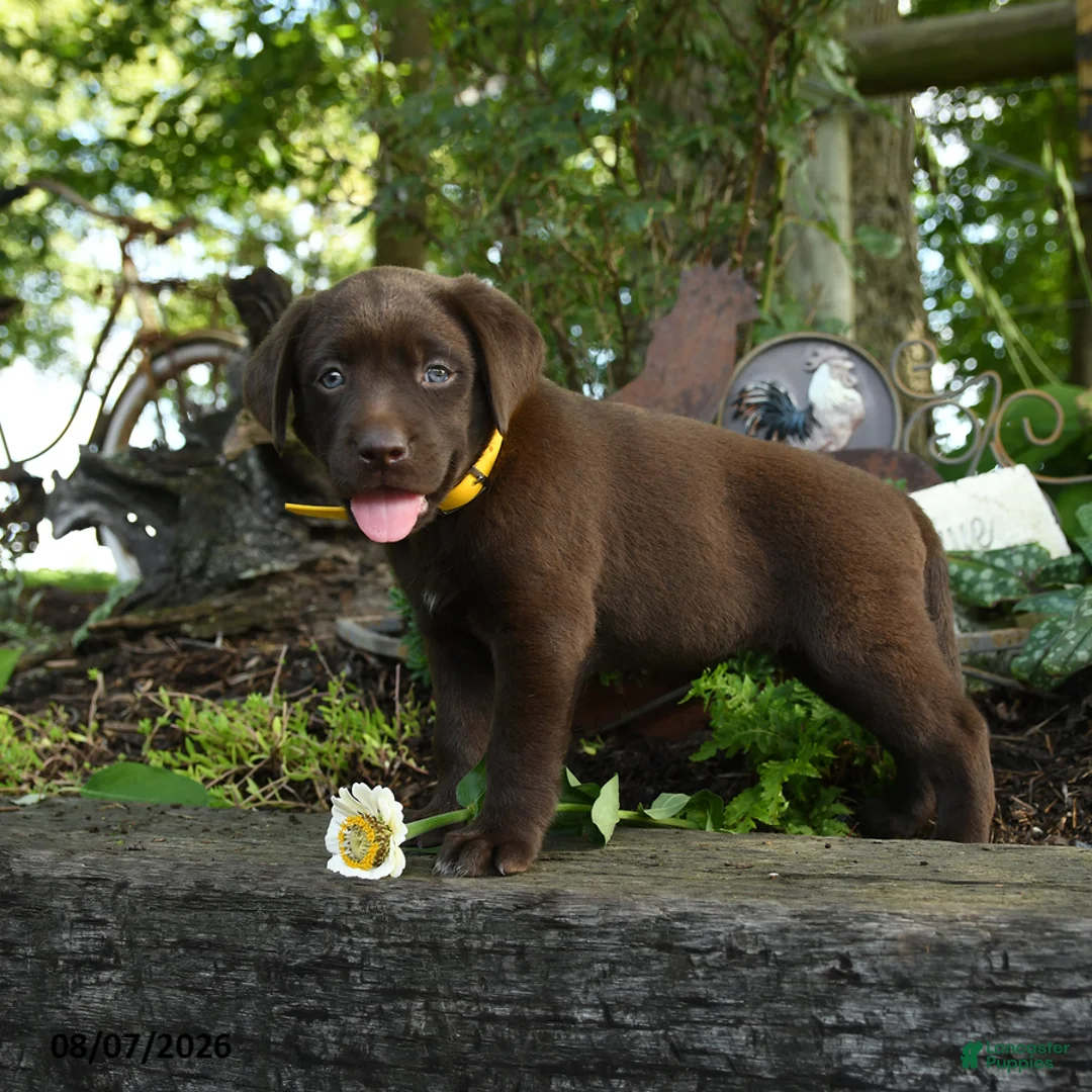 Labrador Retriever dogs for sale: Teddy - Ad 2