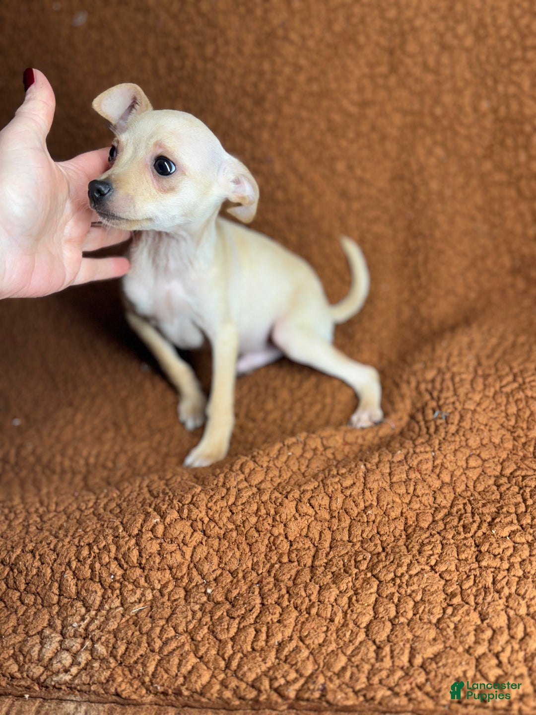 Chihuahua dogs for sale: Chucky - Ad 4