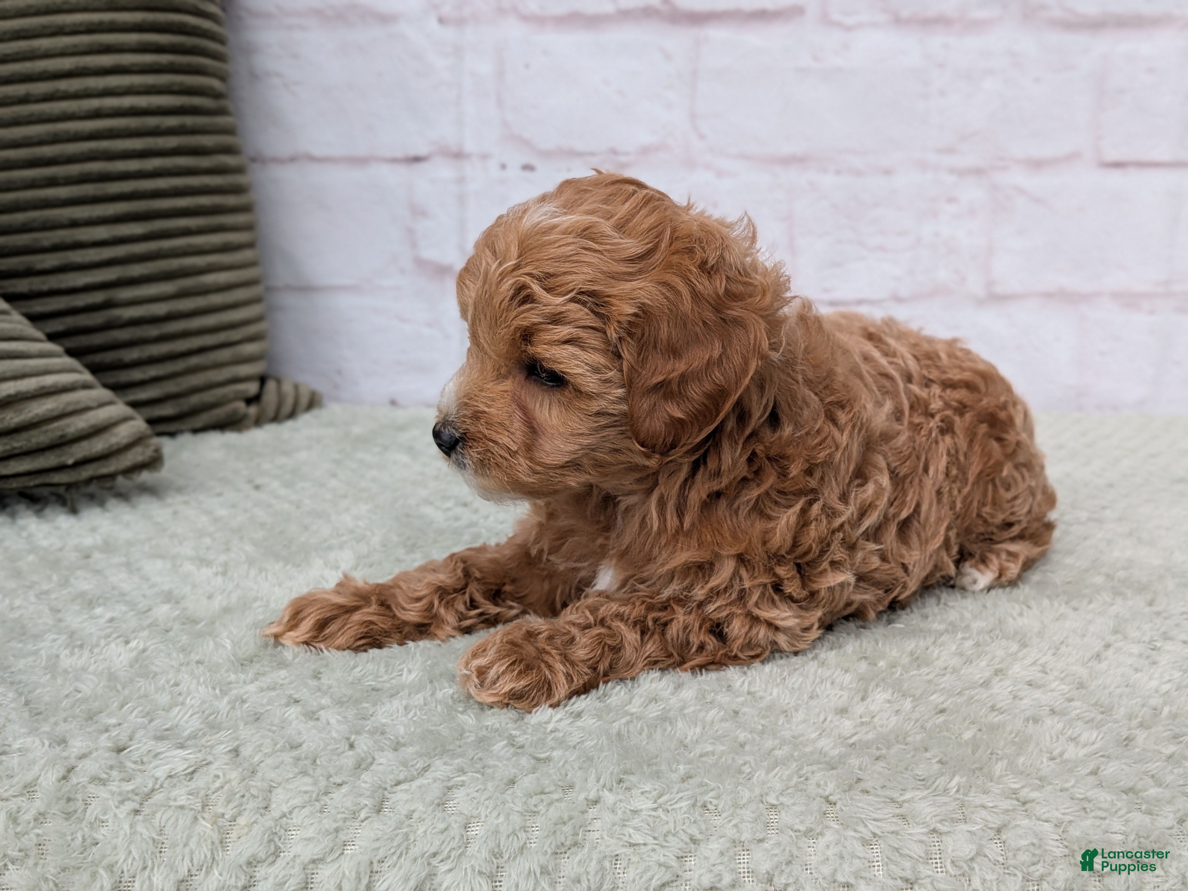 Mini Goldendoodle dogs Mia - Ad 1