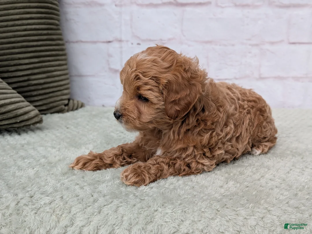 Mini Goldendoodle dogs for sale: Mia - Ad 1