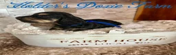 Miniature Dachshund dogs for sale: Grumpy - Ad 5