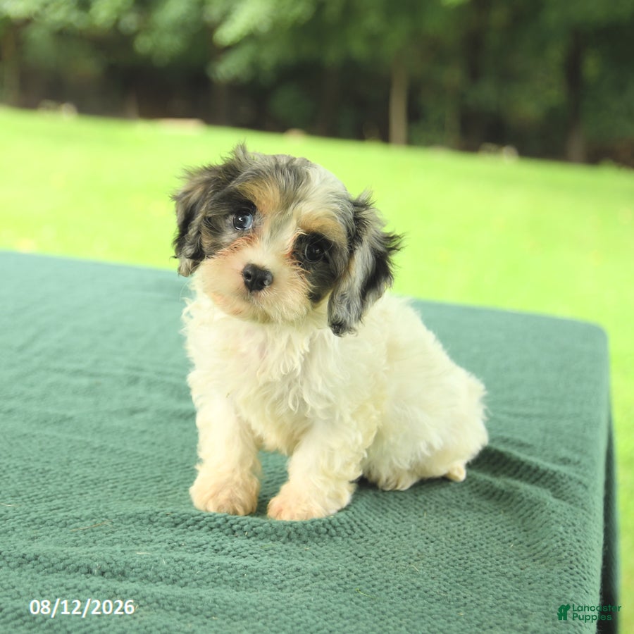 Cavapoo dogs Miles - Ad 1