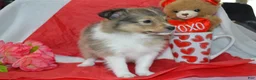 Shetland Sheepdog dogs for sale: Kalila - Ad 4