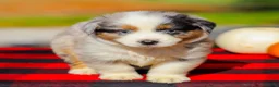 Miniature Australian Shepherd dogs for sale: Asher - Ad 6