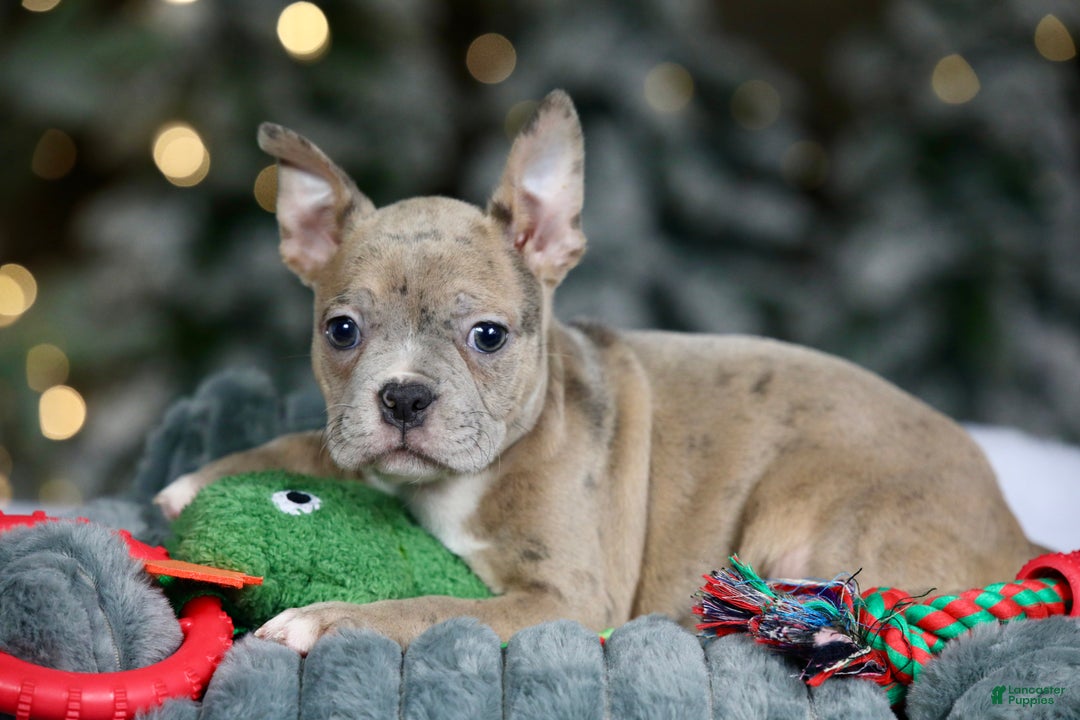 Frenchton dogs for sale: Bean - Ad 11