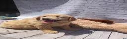 Golden Retriever dogs for sale: Blondie - Ad 2