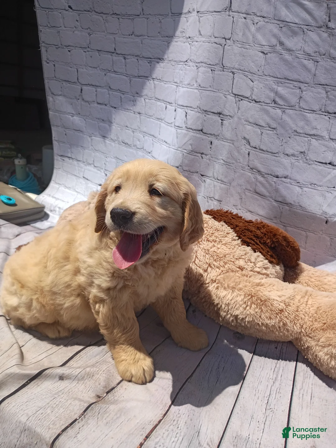 Golden Retriever dogs for sale: Blondie - Ad 2