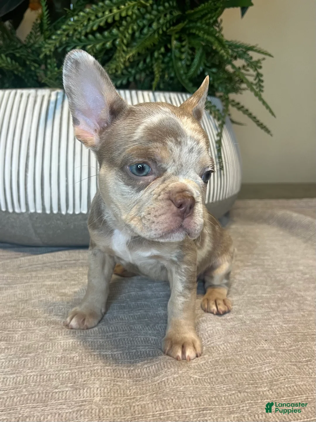 French Bulldog dogs for sale: Bentley - Ad 8