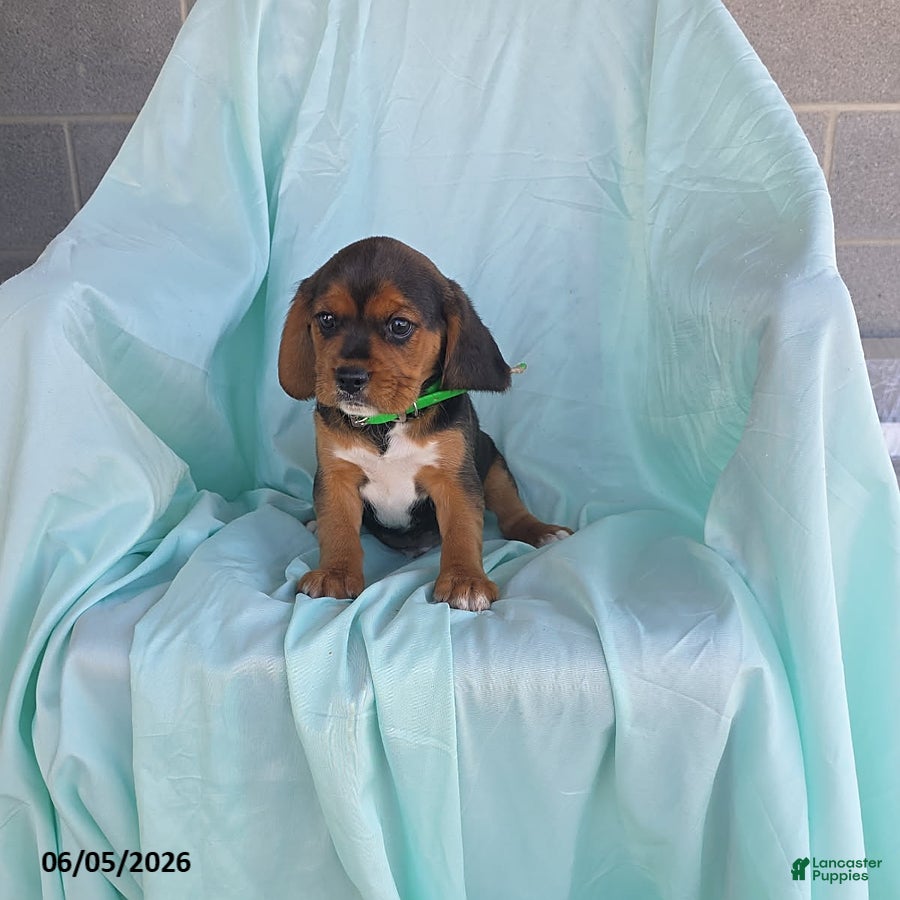 Beaglier dogs Lucky - Ad 1