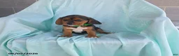 Beaglier dogs for sale: Lucky - Ad 1