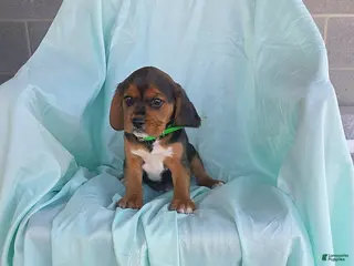 Beaglier dogs for sale: Lucky - Ad 1