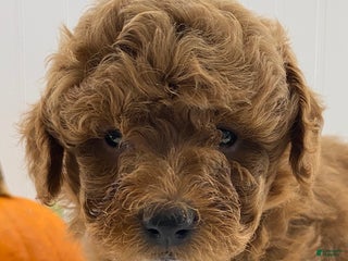 Miniature Poodle dogs - Ad 37