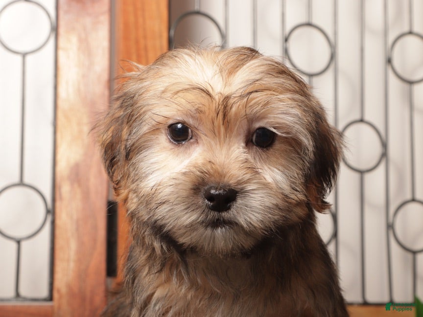 Shorkie dogs Tootsie Sweet Shorkie - Ad 2
