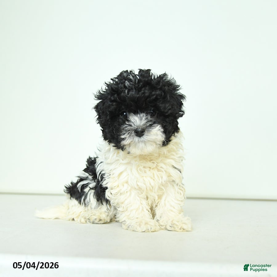 Havapoo dogs for sale: Hazel - Ad 3