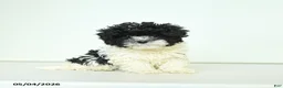 Havapoo dogs for sale: Hazel - Ad 1